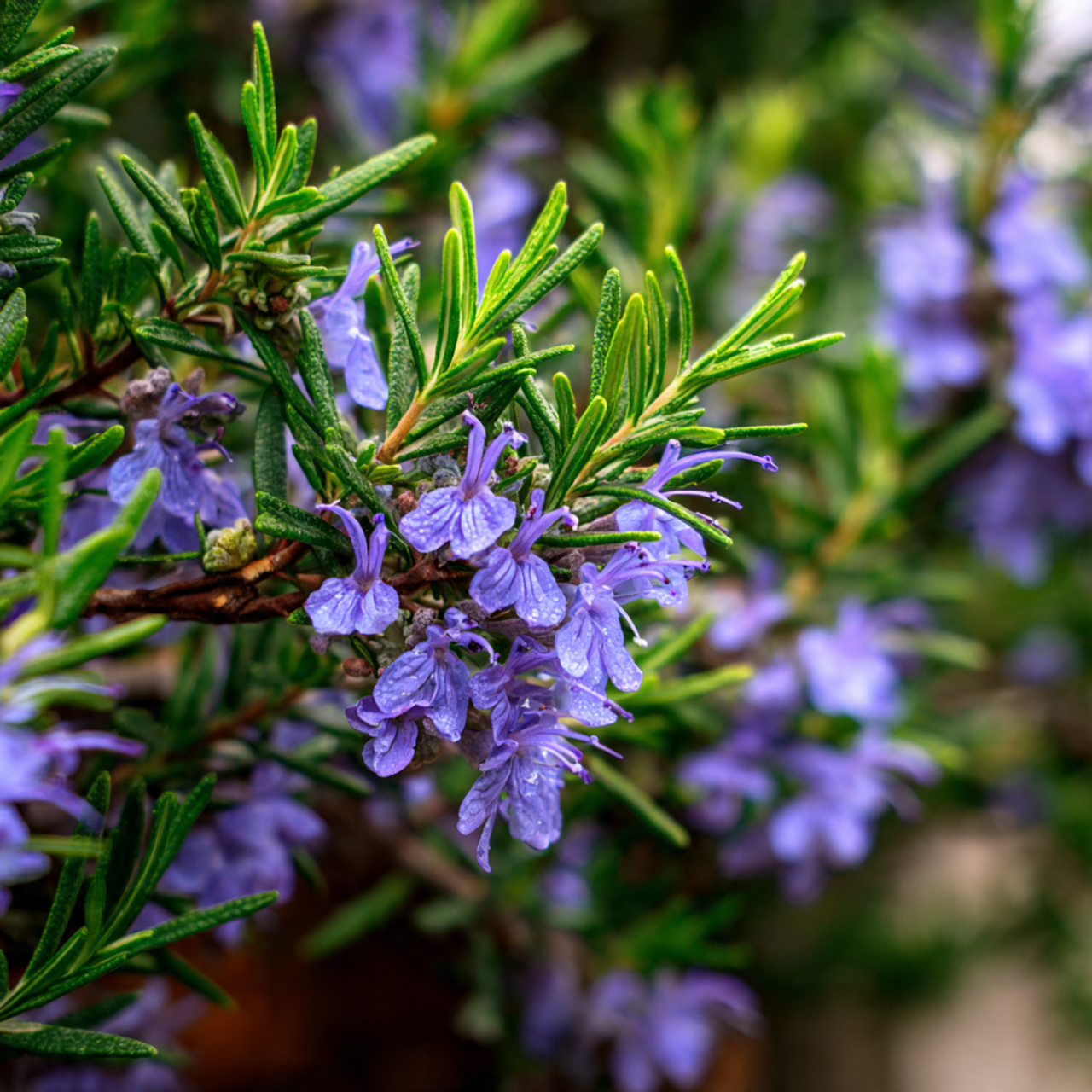 27 Rosemary Plant Secrets: Grow, Use & Love 3 Using Rosemary as a Companion Plant