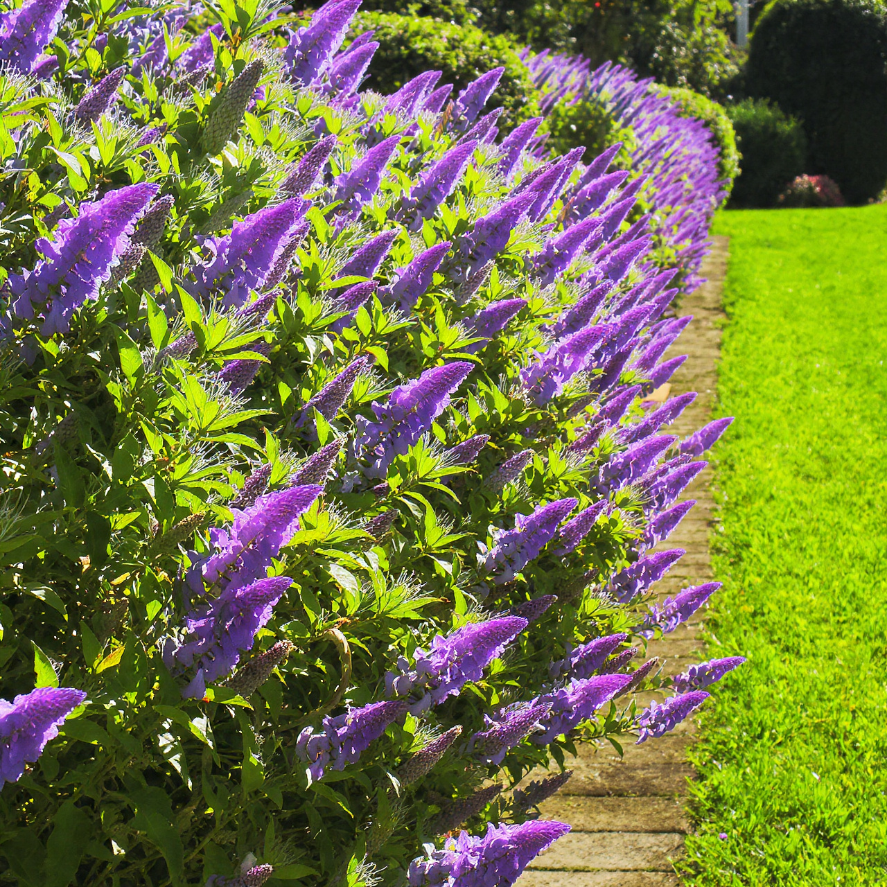 Angelonia for Decorative Protection