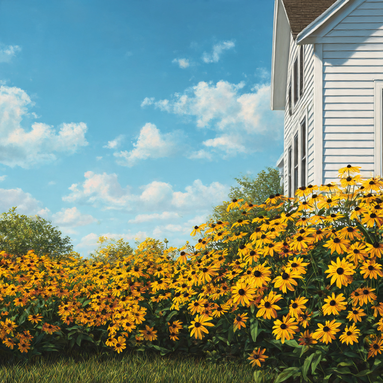 Black-Eyed Susans as Classic Summer Staples