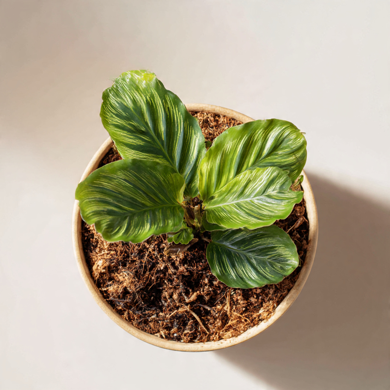 Calathea Plant Soil Requirements