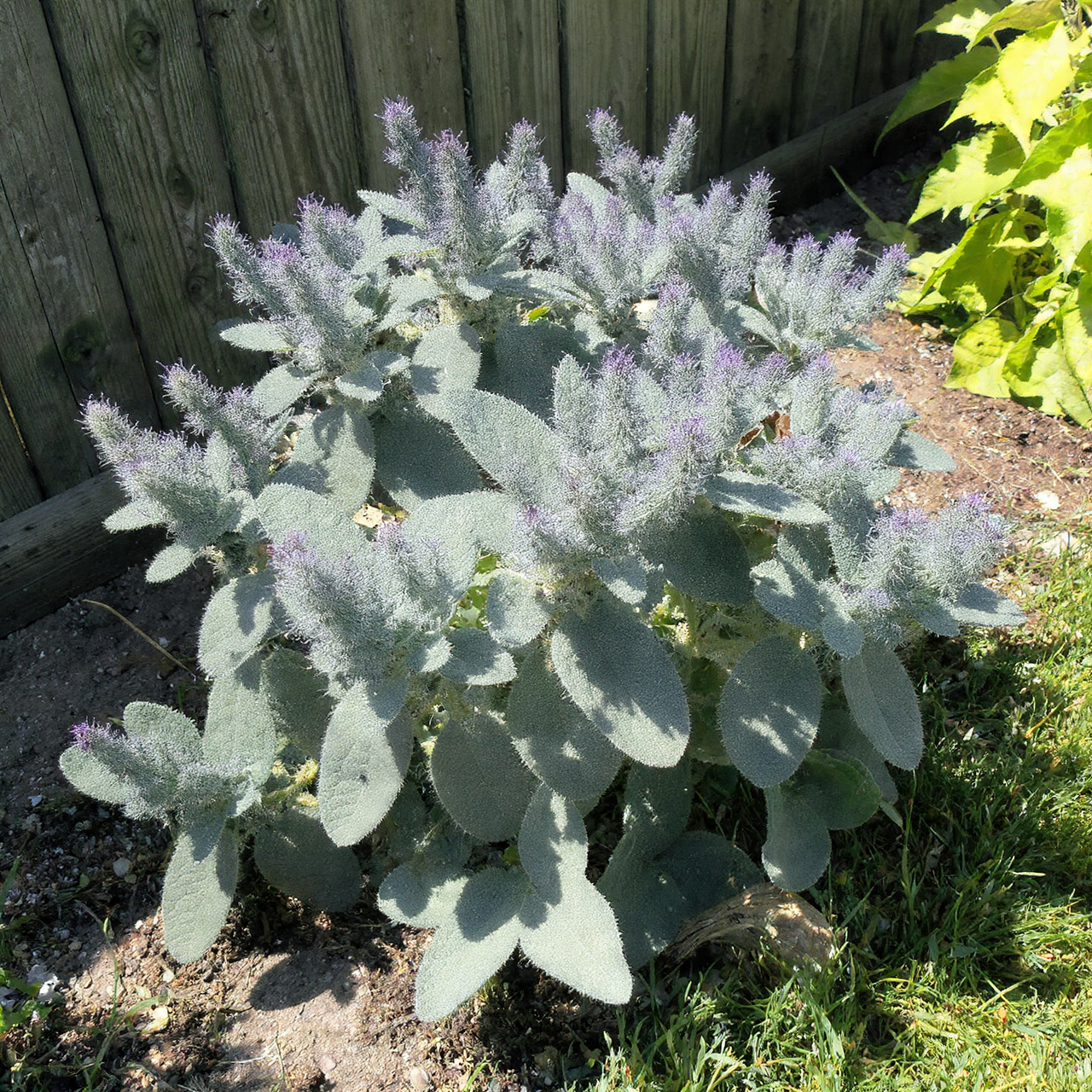 Catmint for Versatile Protection