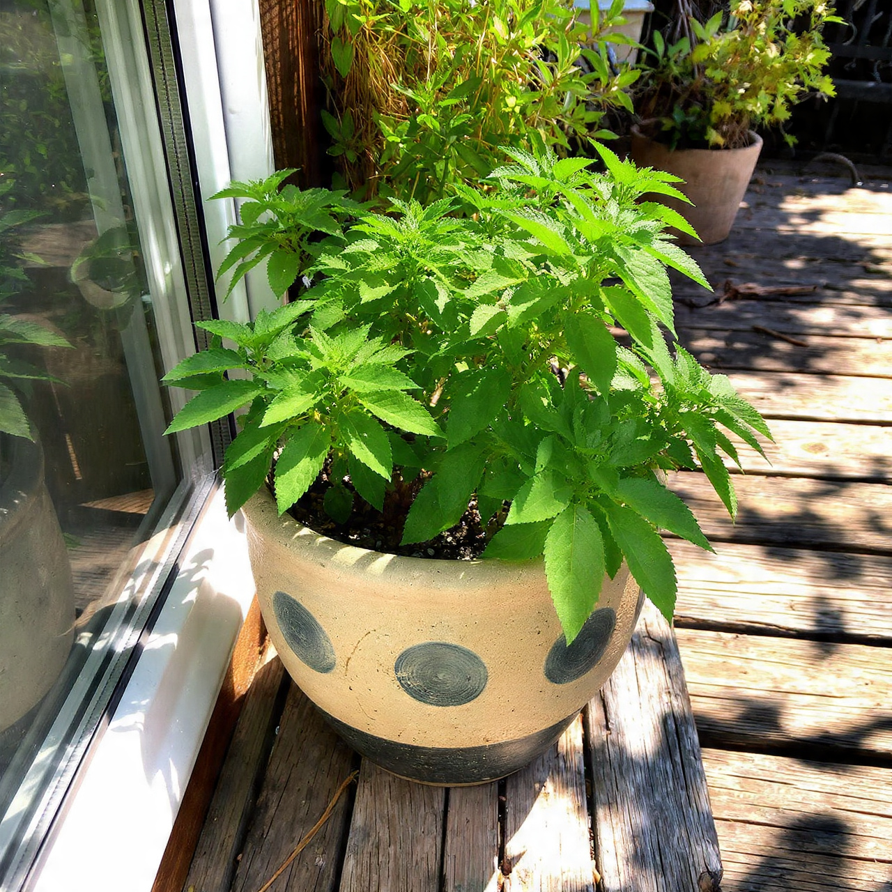 Catnip for Strong Repellent Effects