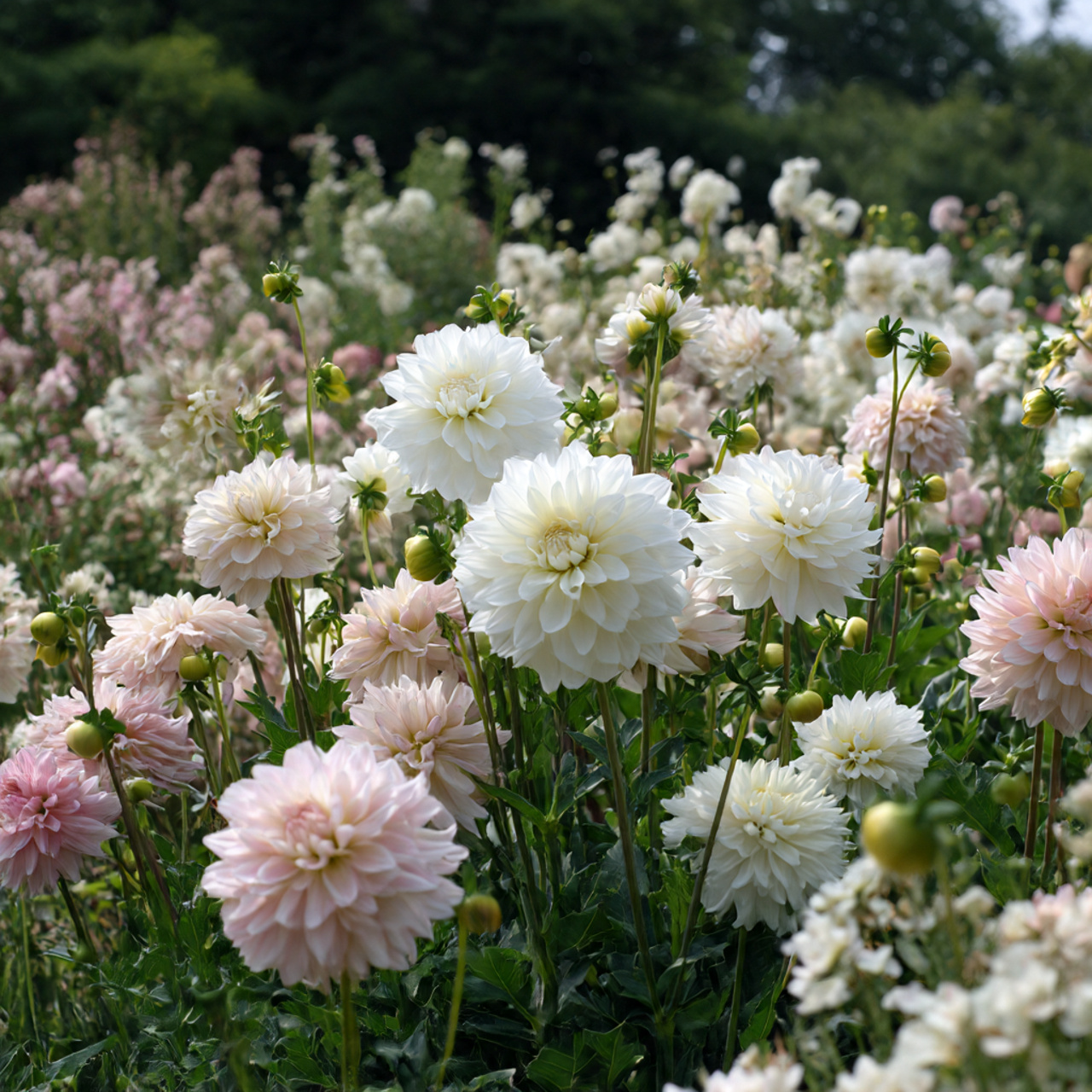 Color-Theme Flower Garden Ideas