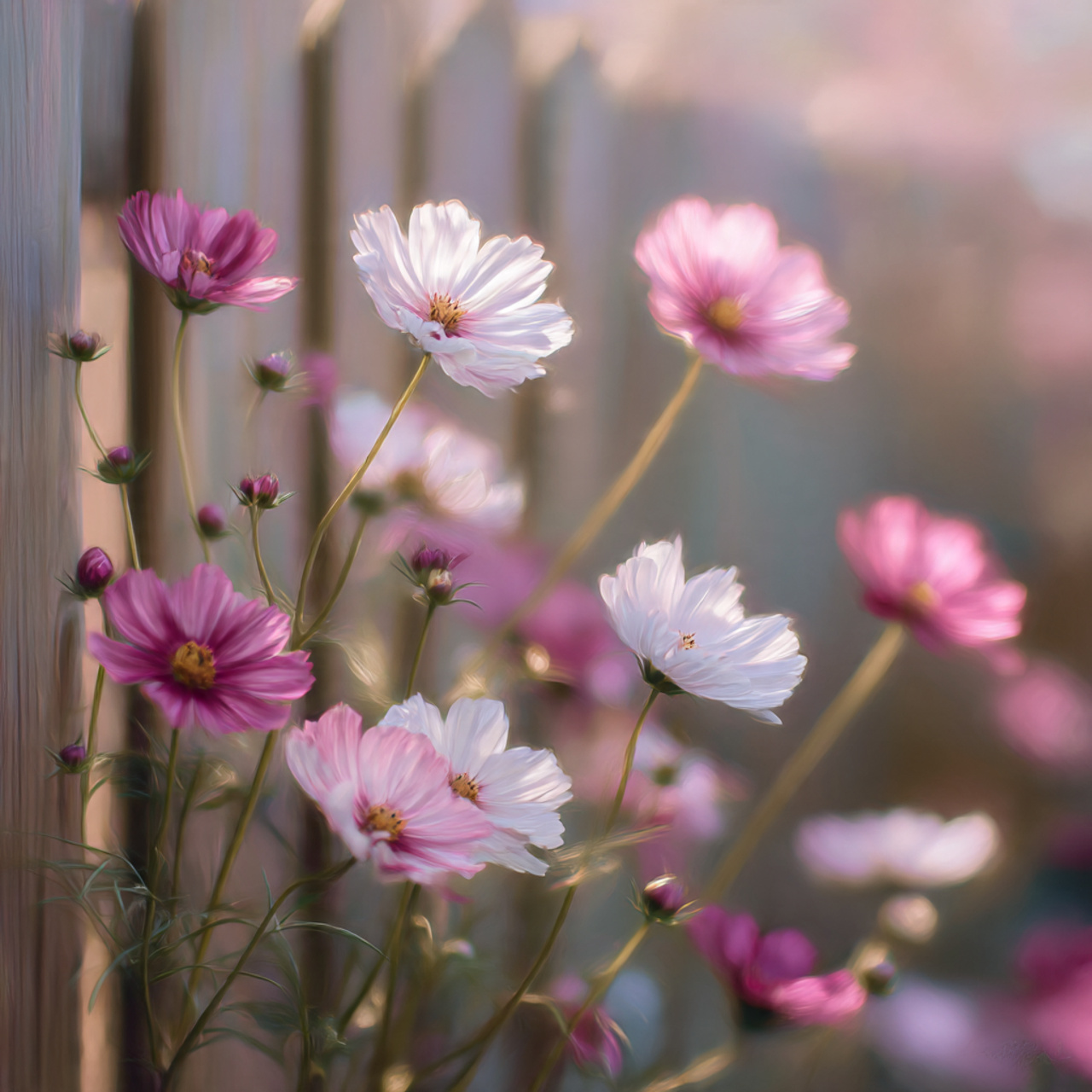 Cosmos as Light and Airy Summer Blooms