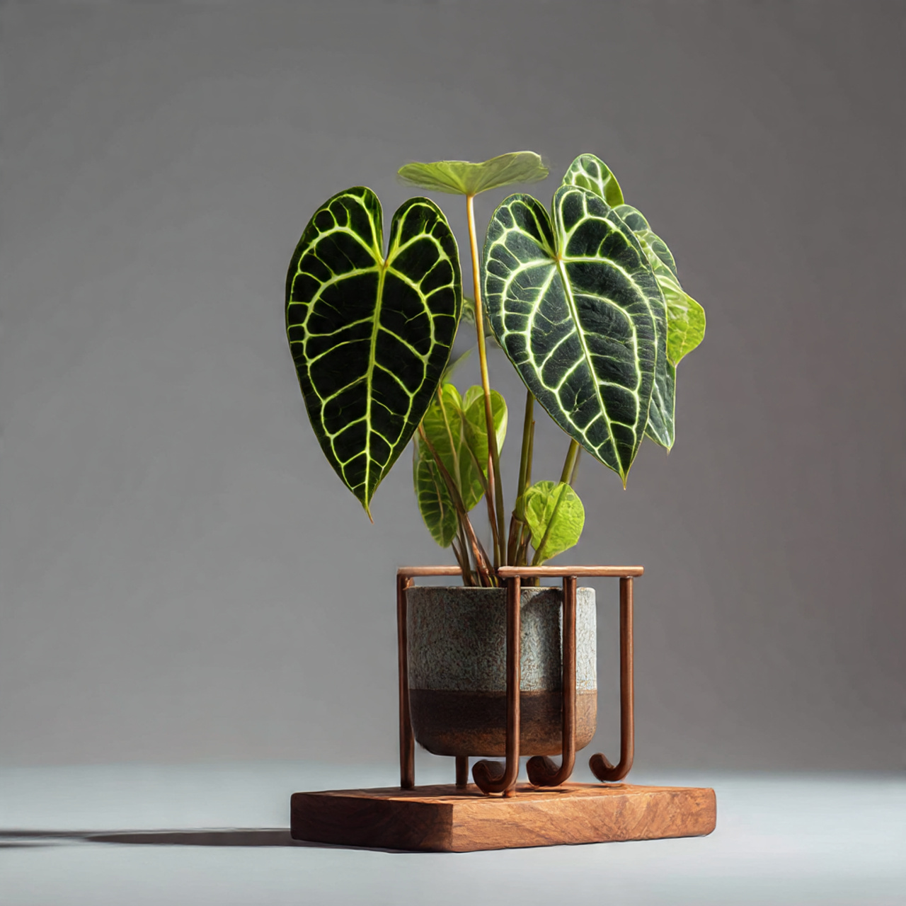 Anthurium Clarinervium: 25 Ultimate Guide to Care, Propagation & Styling 24 Creative Display Ideas