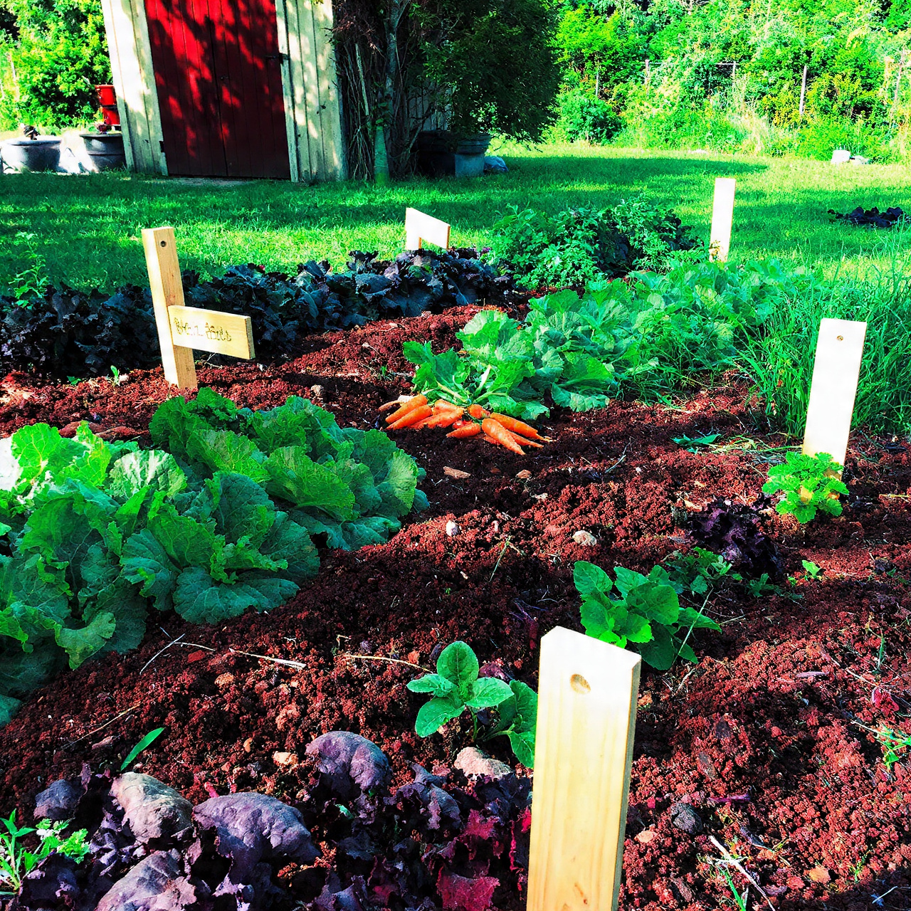 Crop Rotation for Soil Health