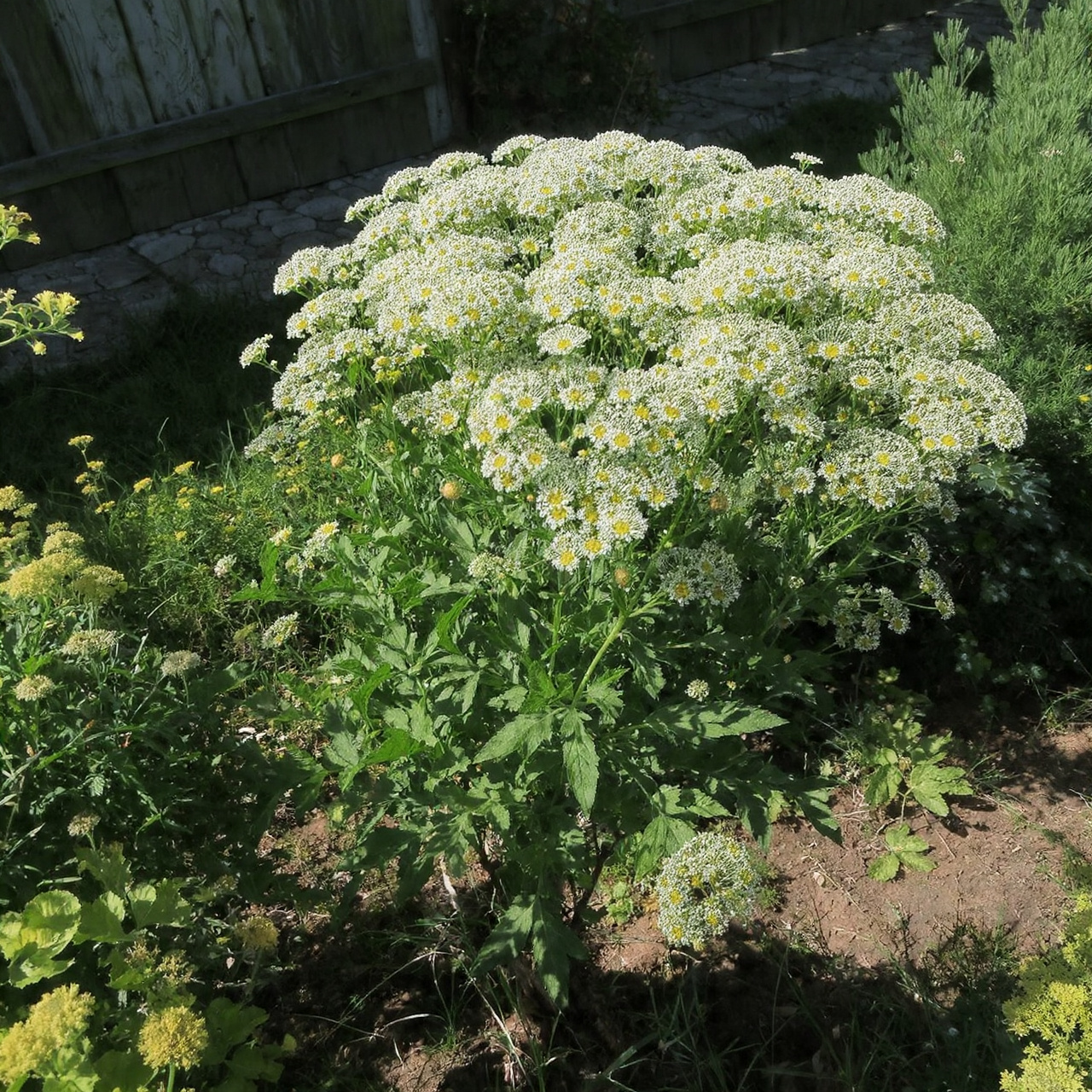 Feverfew for Medicinal and Protective Use