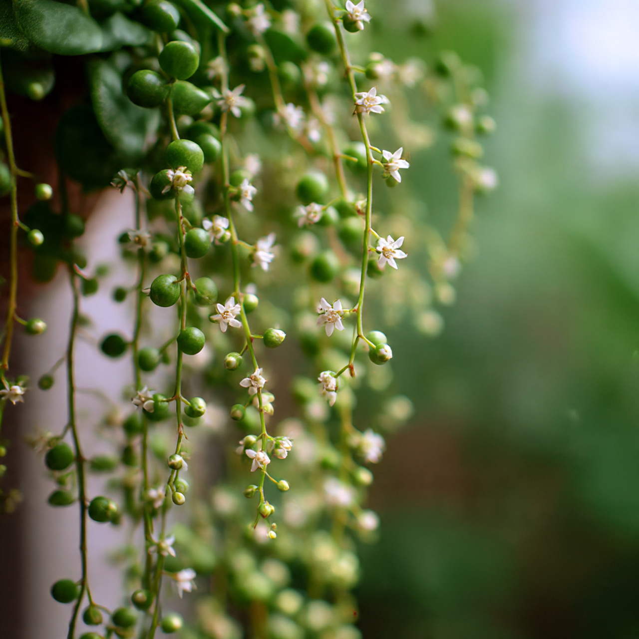 Flowering the small white blooms