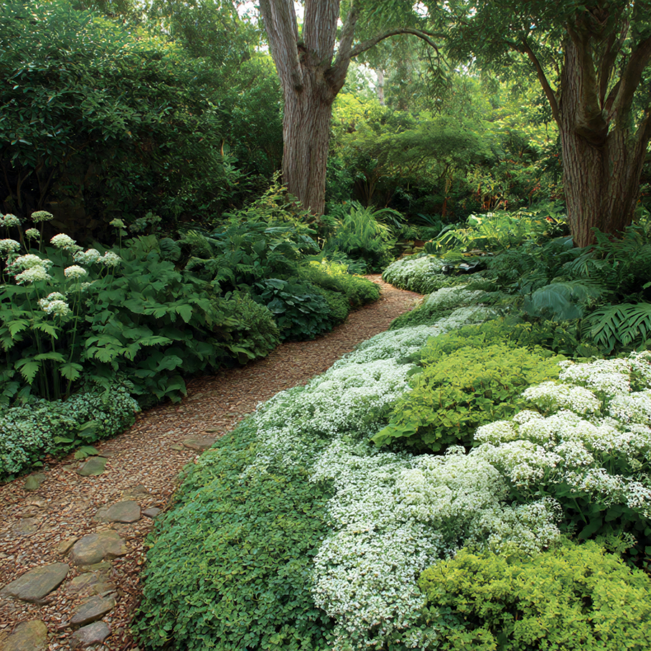 Ground-Cover Shade Plants for Easy Coverage
