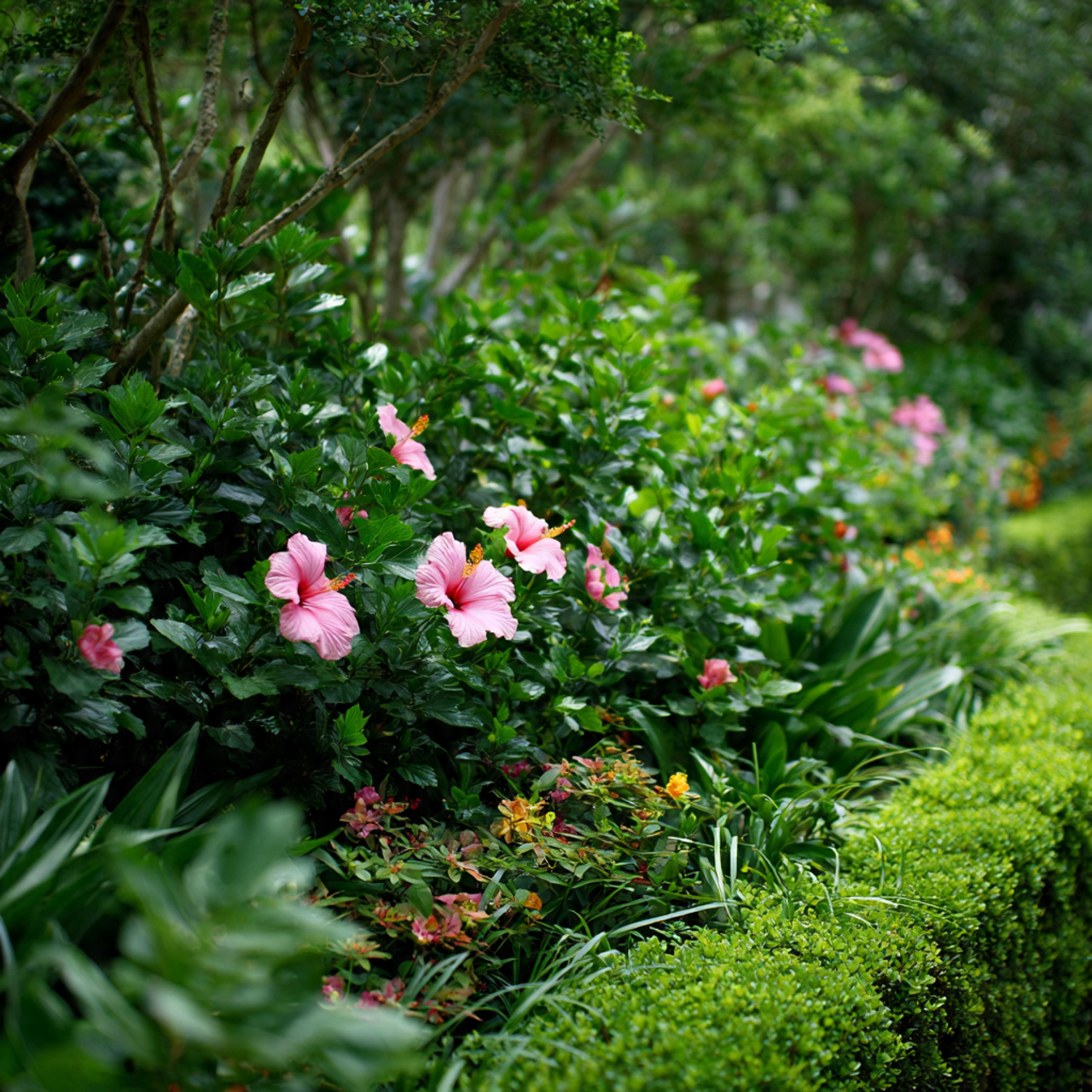 Hibiscus Flower for Refreshing Old Garden Beds