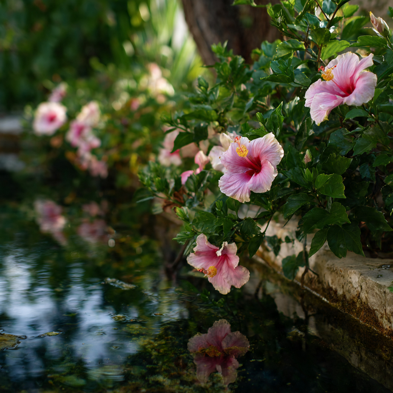 Hibiscus Flower for Water Garden Edges