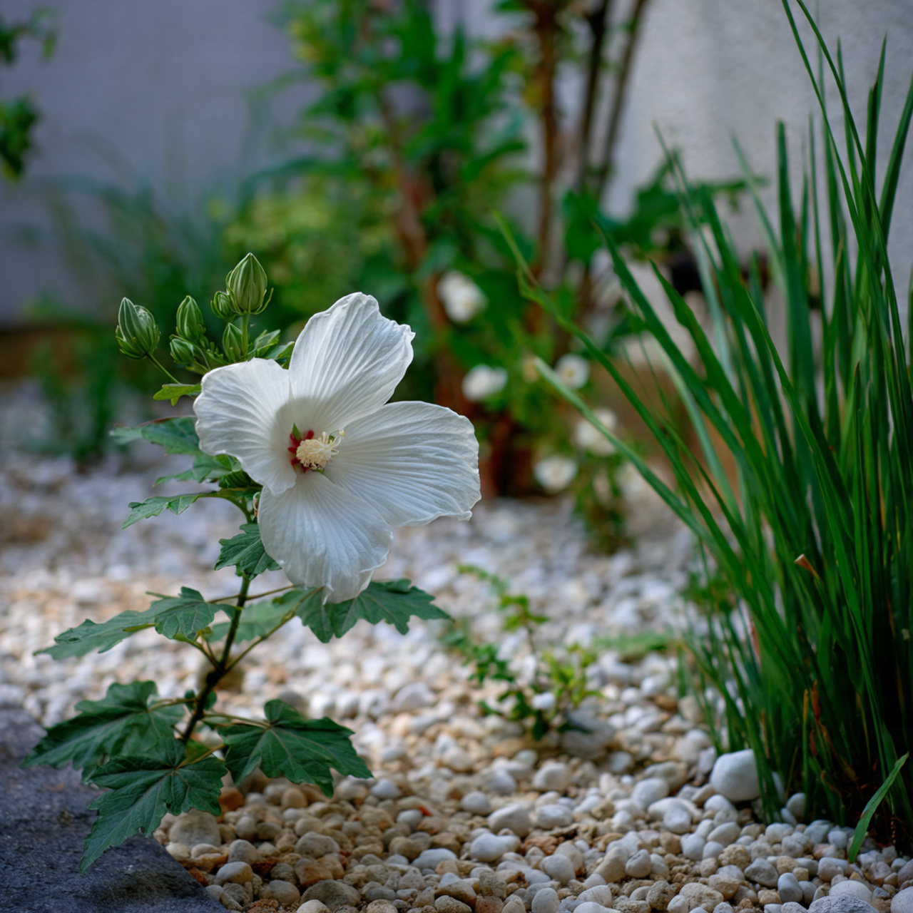 Hibiscus Flower for a Minimalist Garden Look