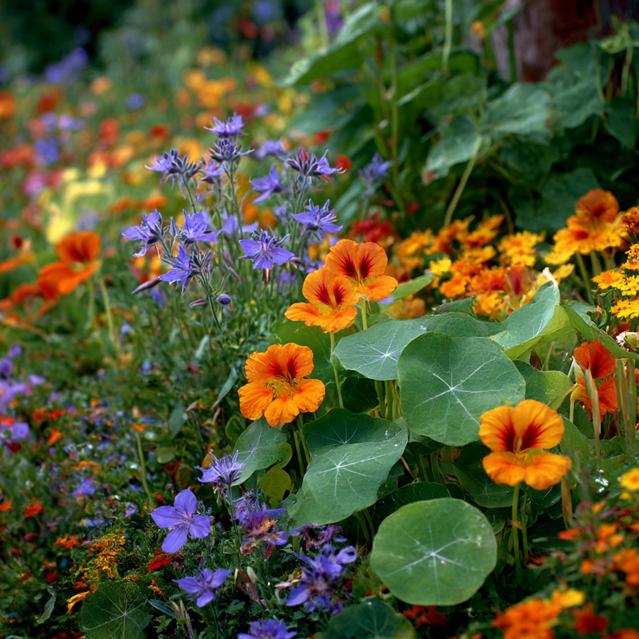 Incorporate Edible Flowers