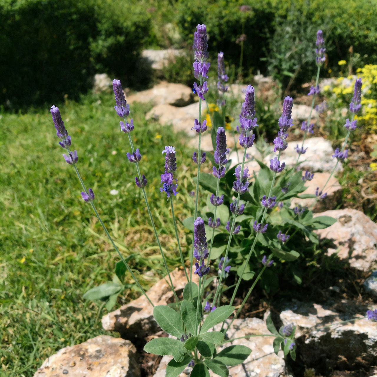 Lavender for a Fragrant Barrier