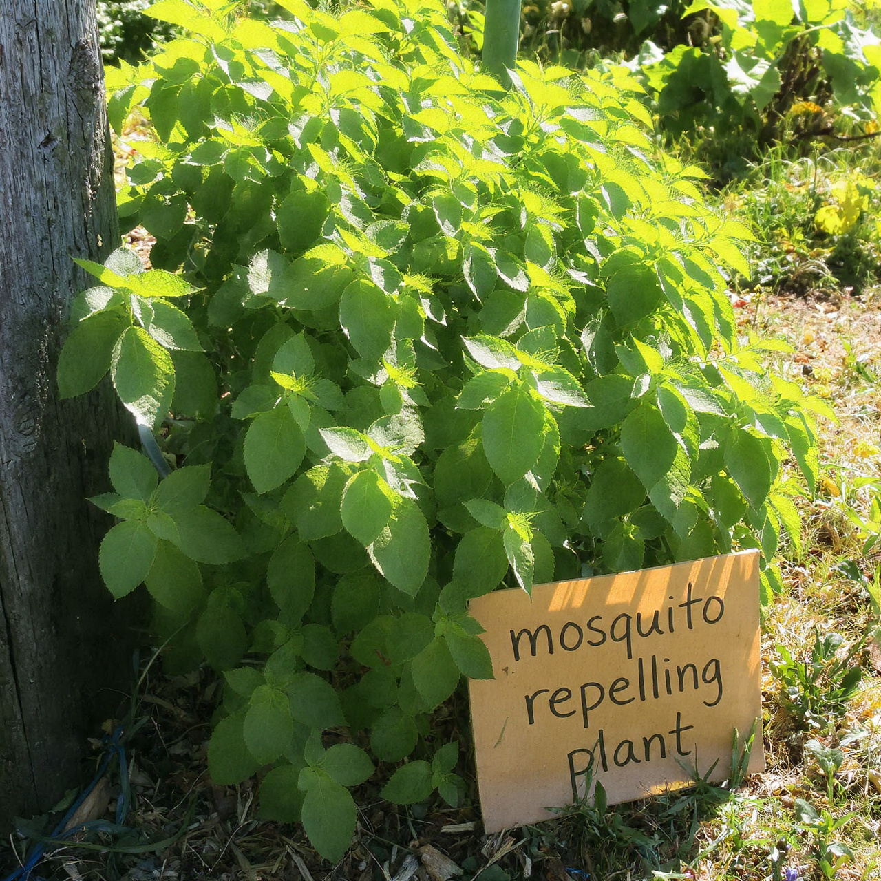 Lemon Balm for Natural Protection