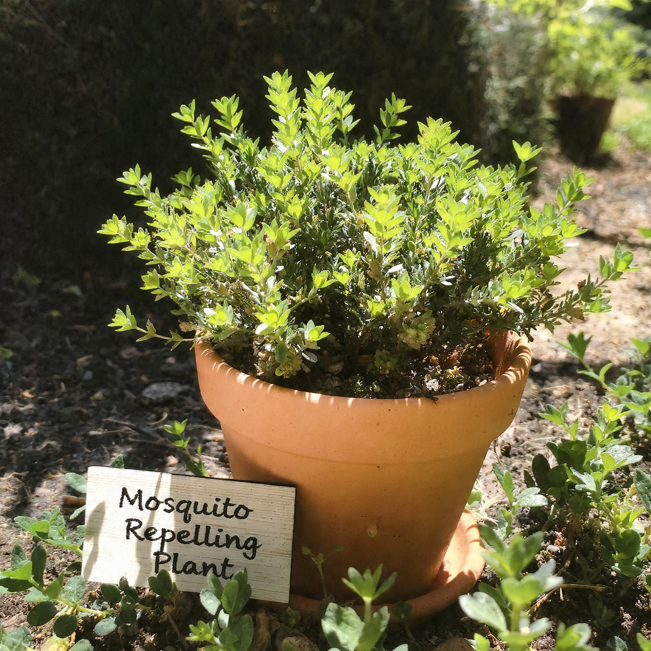 Lemon Thyme for Citrus-Scented Defense