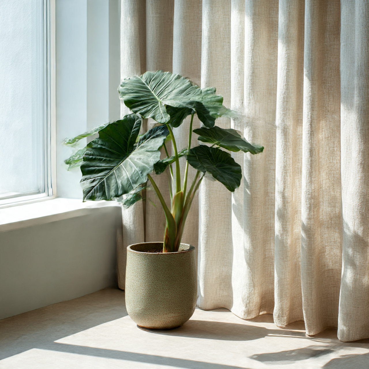 Lighting Mistakes to Avoid with Alocasia Plant