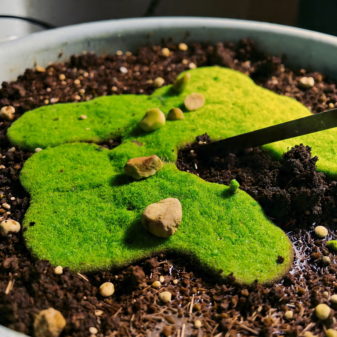 Managing Algae Growth on Pilea Soil