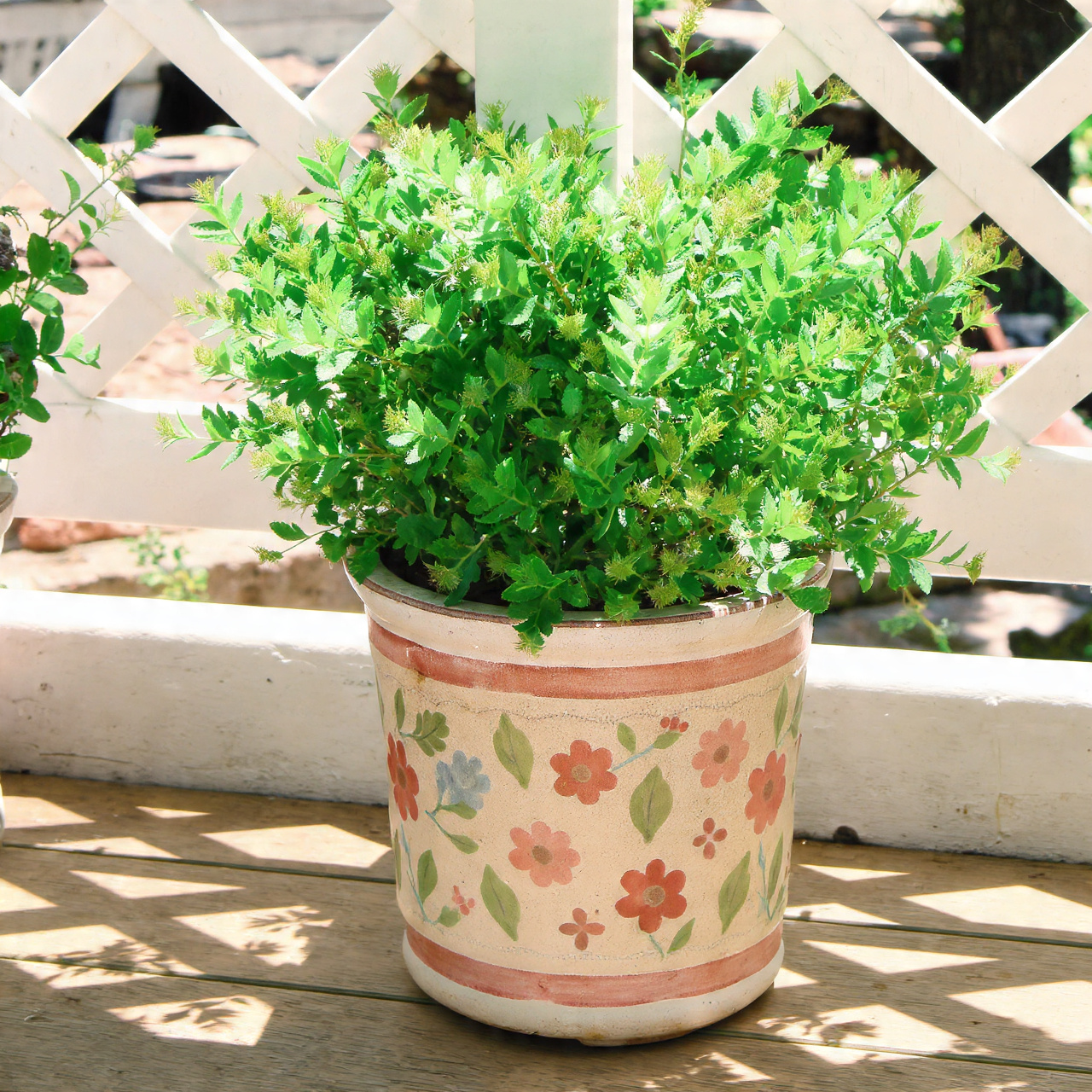 Marjoram for Aromatic Comfort