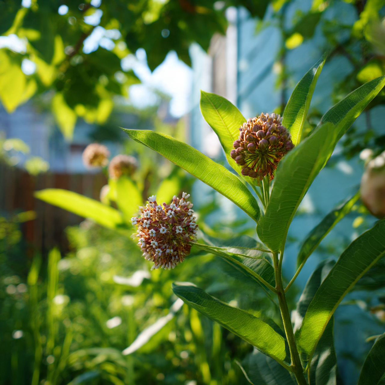 Milkweed for Monarch Butterflies
