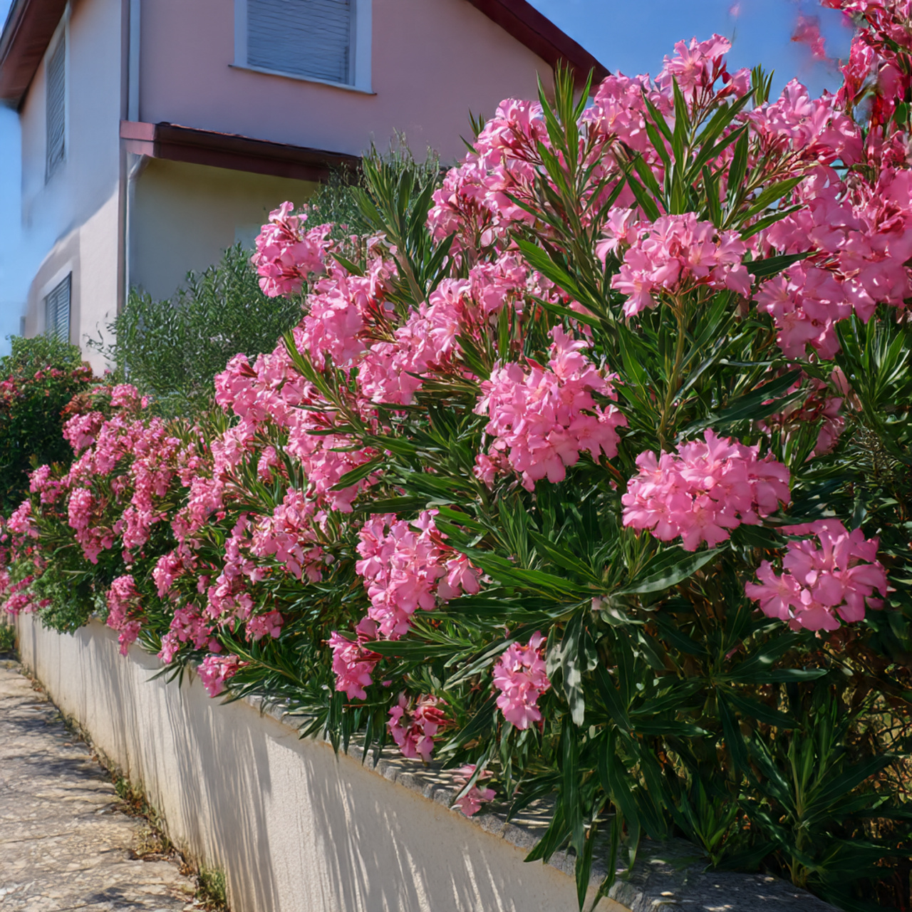 Oleander for Extreme Heat Tolerance