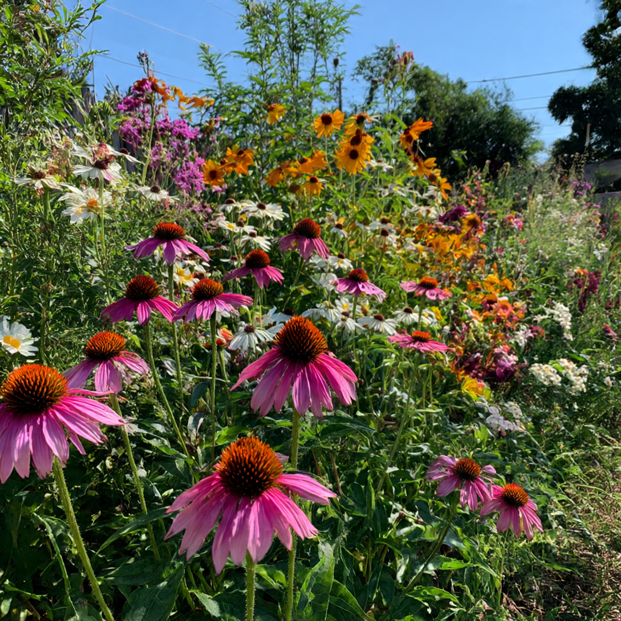 Plant Pollinator-Friendly Flowers