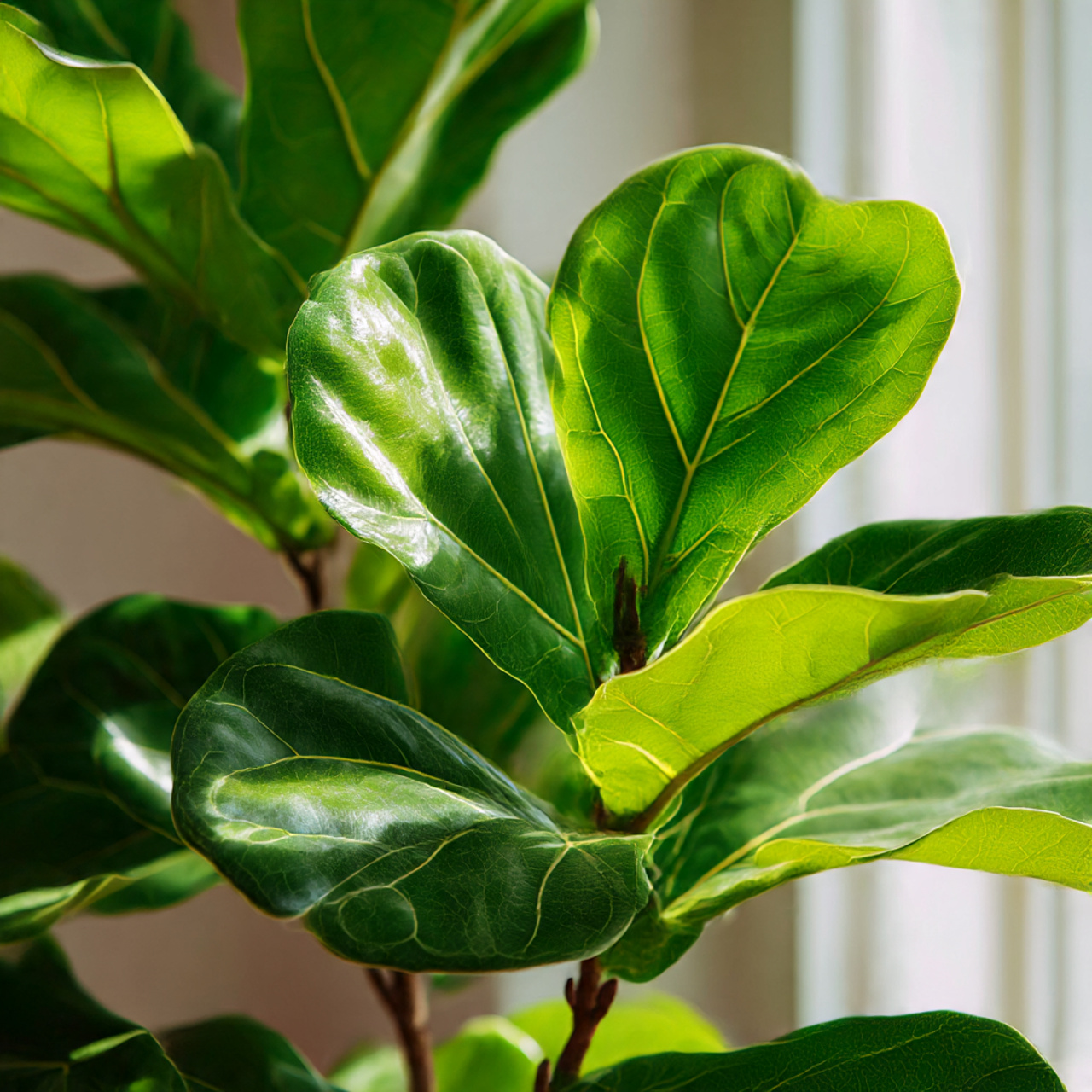 Preventing Brown Leaf Tips