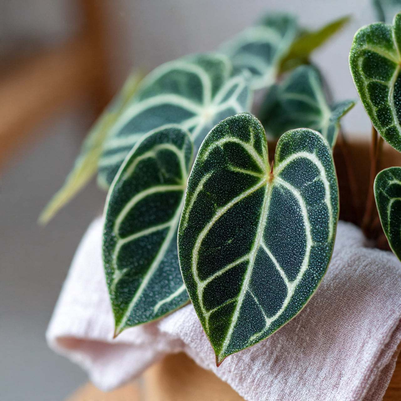 Anthurium Clarinervium: 25 Ultimate Guide to Care, Propagation & Styling 6 Pruning and Leaf Care