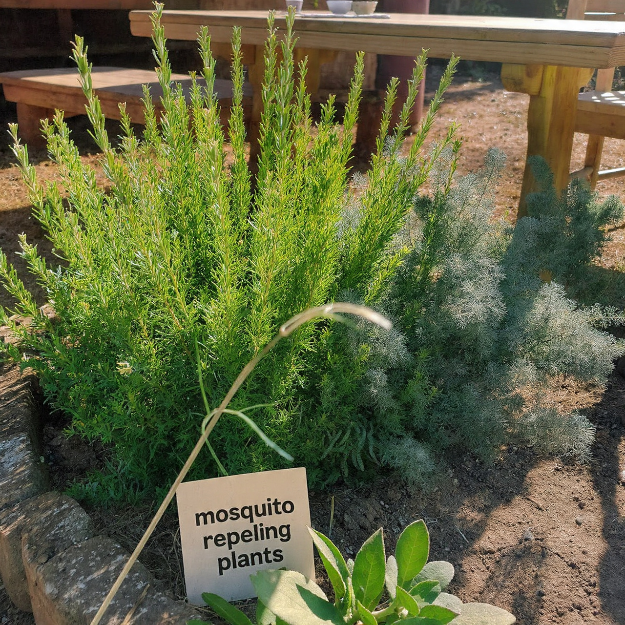 Rosemary Sage Combo for Maximum Protection