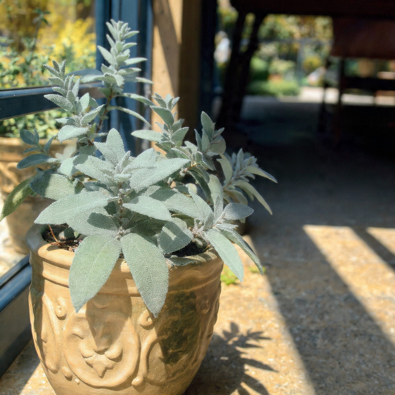 Sage for Aromatic Safety