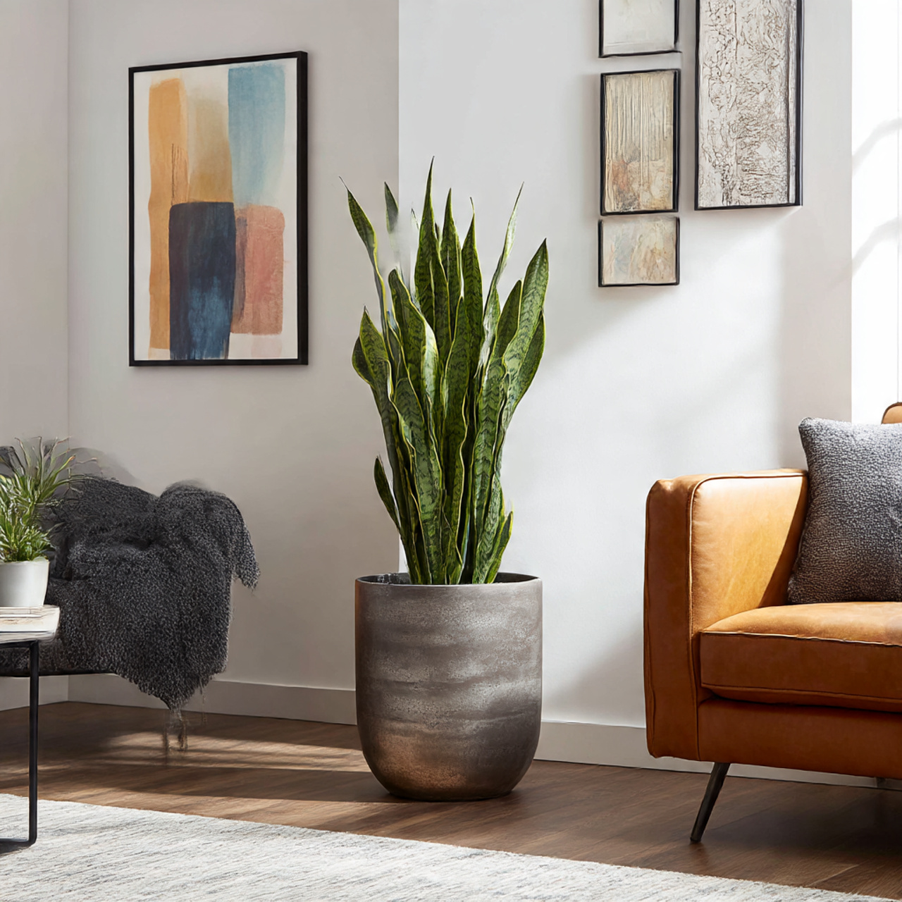 Snake Plant for Contemporary Homes