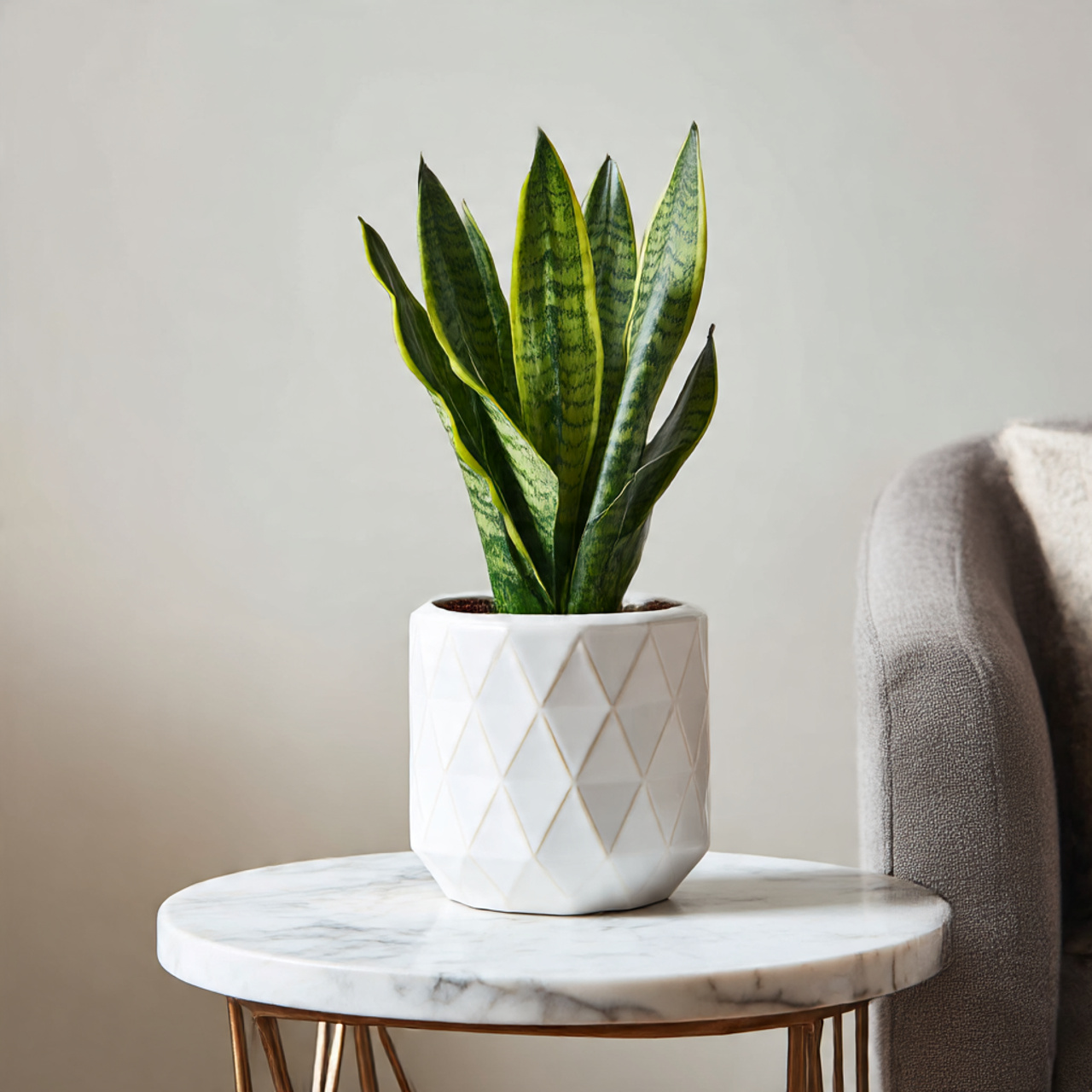 Snake Plant in Modern Ceramic Pots
