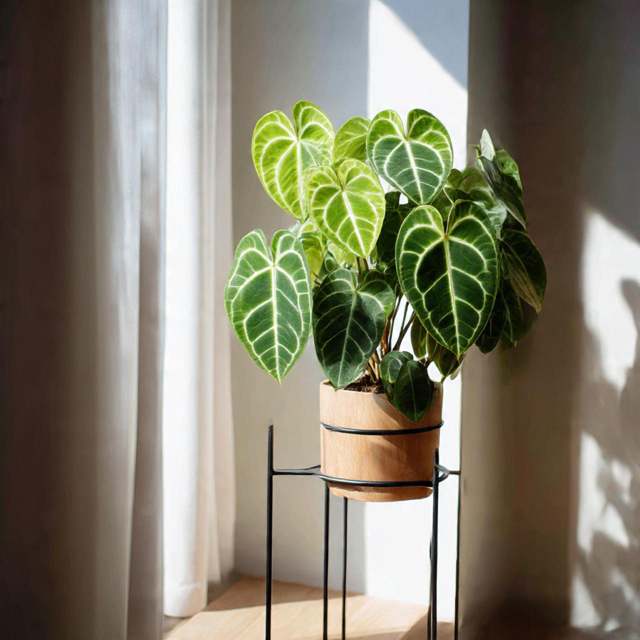 Anthurium Clarinervium: 25 Ultimate Guide to Care, Propagation & Styling 10 Styling Anthurium Clarinervium Indoors