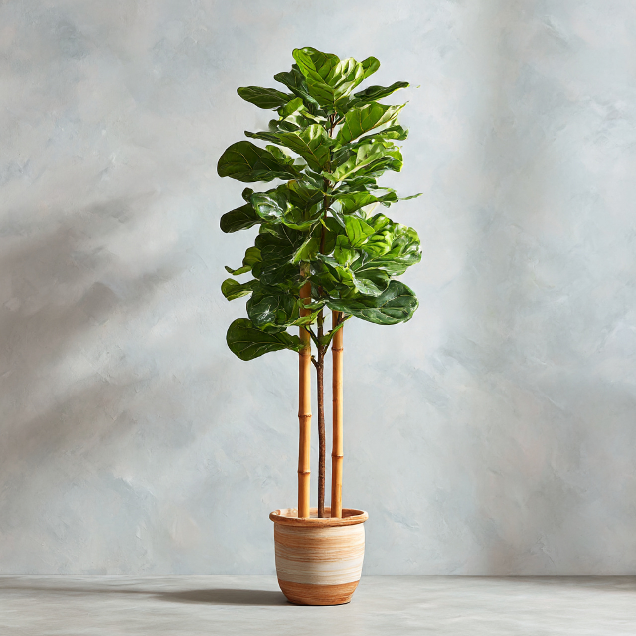 Supporting Tall Fiddle Leaf Trees