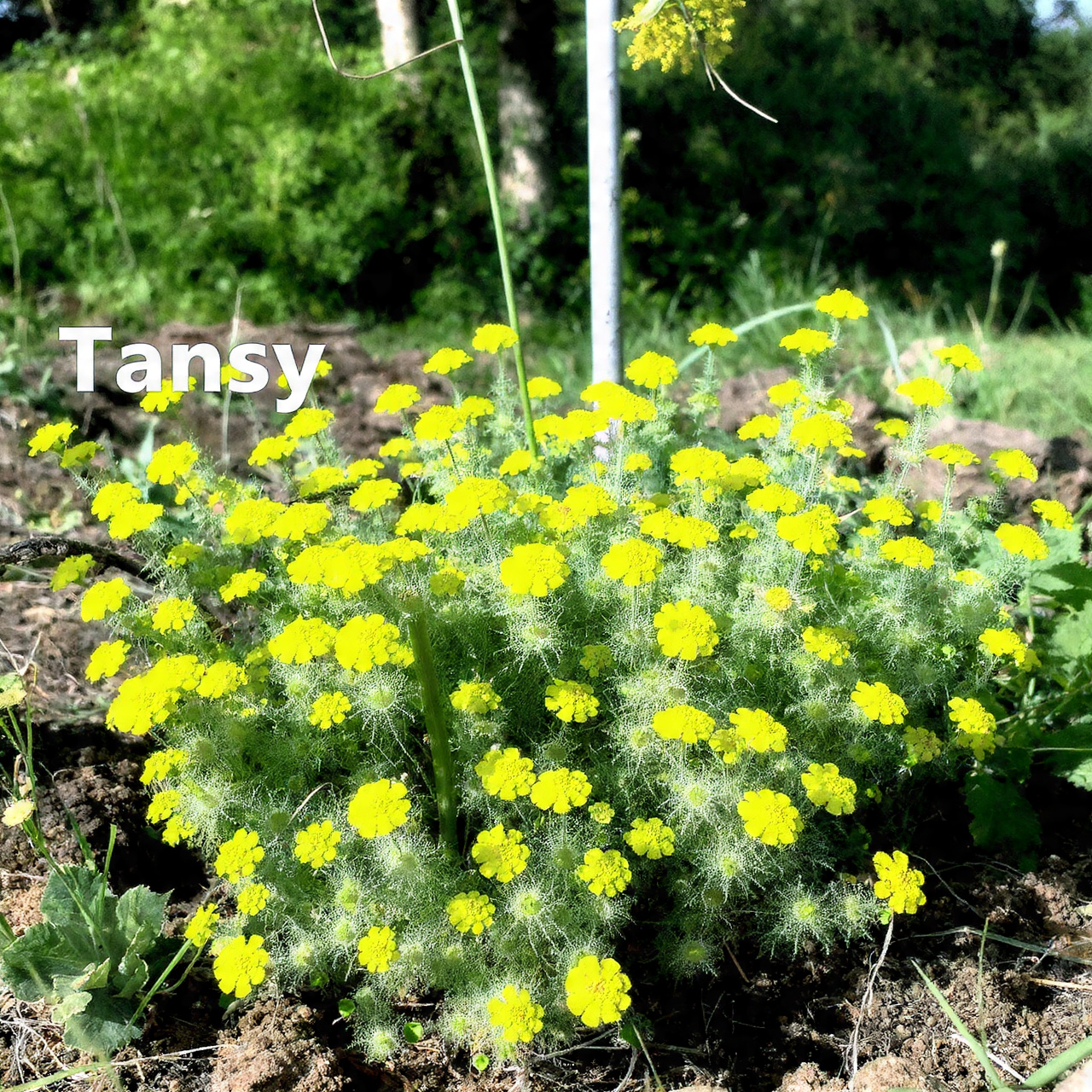 Tansy for Eco-Friendly Defense