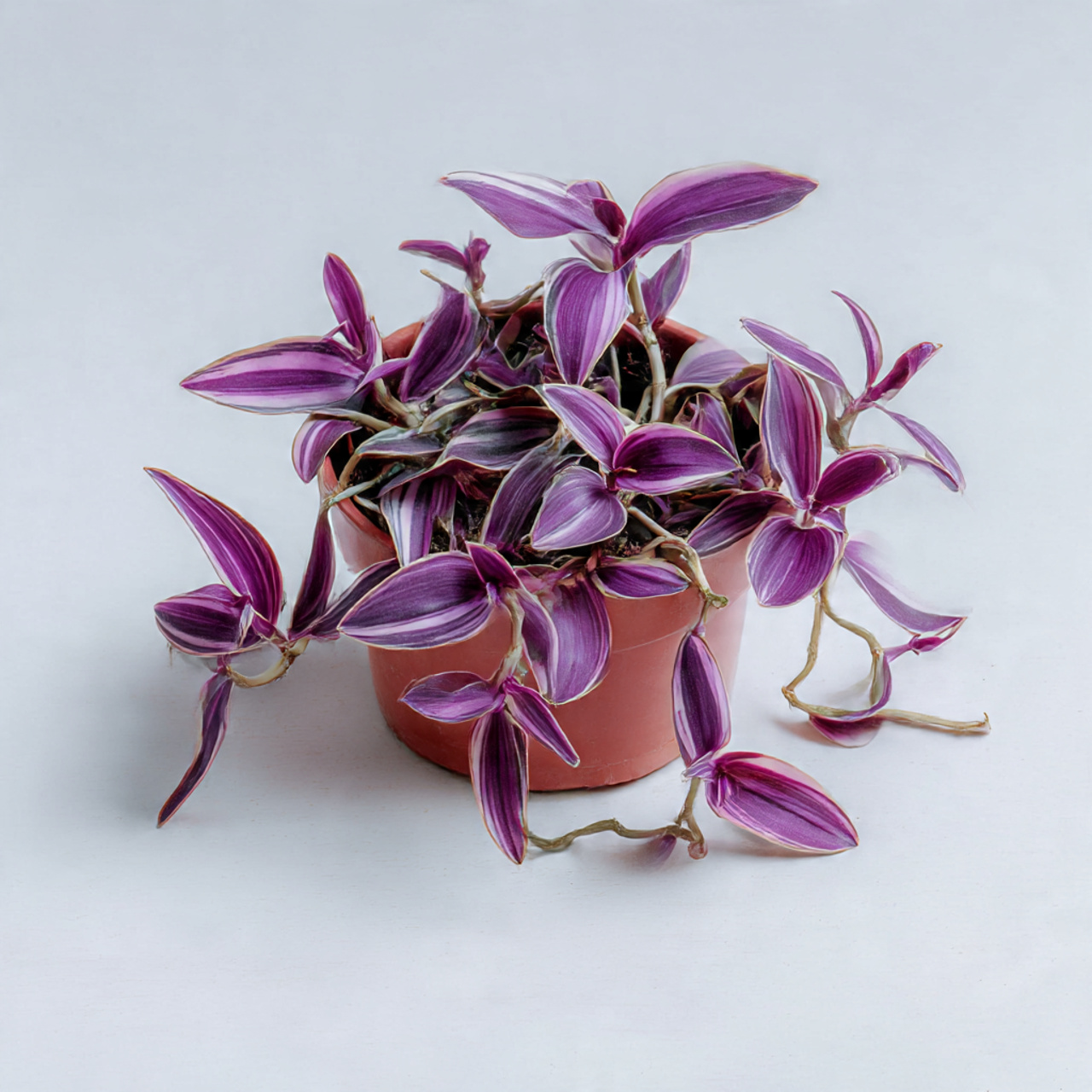 Training and Shaping in Tradescantia Nanouk Care