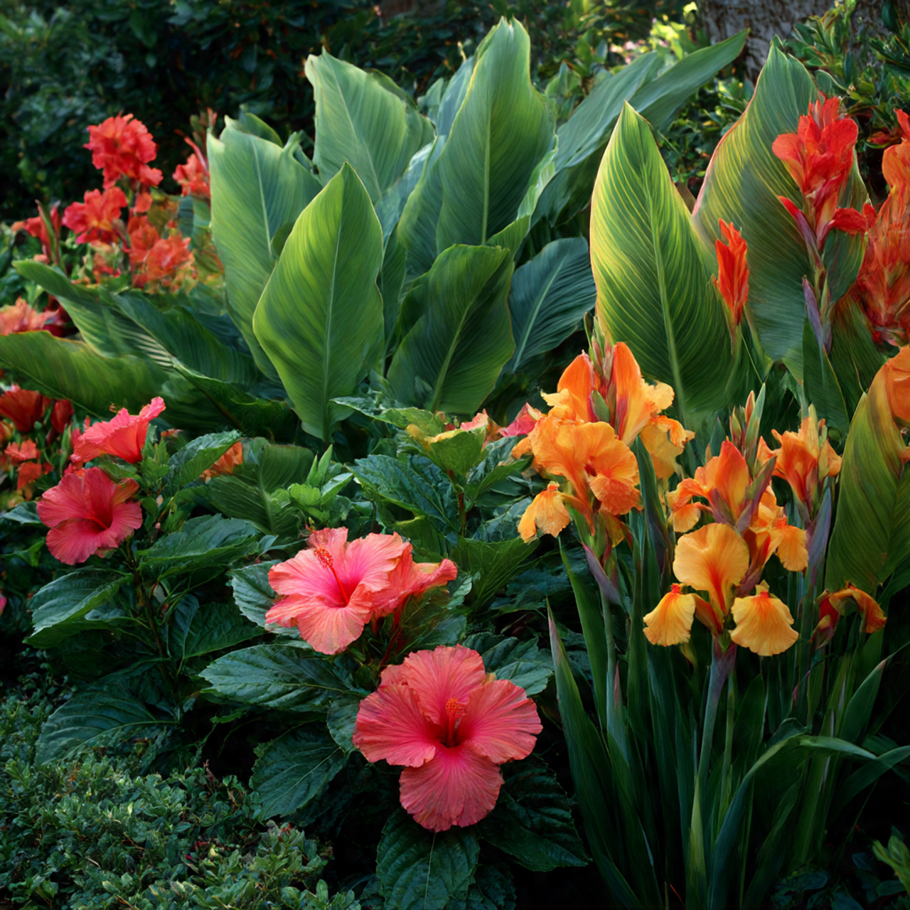 Tropical Flower Garden Design