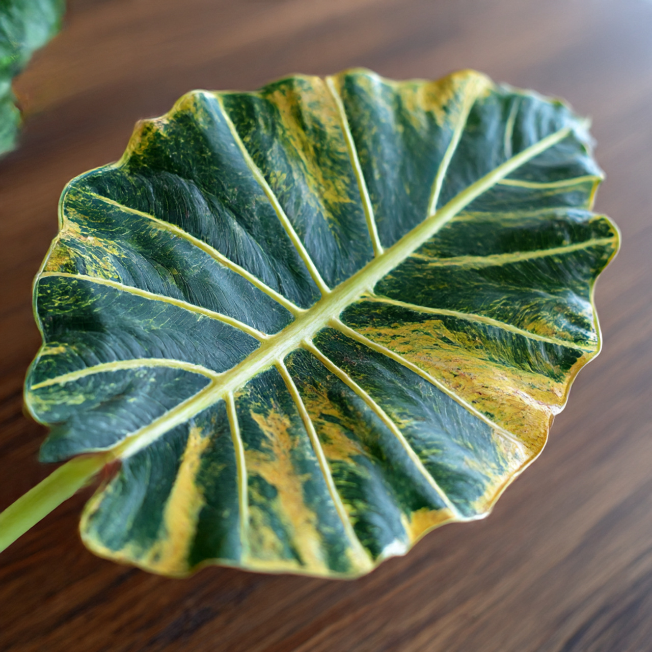 Troubleshooting Yellow Leaves on Alocasia Plant