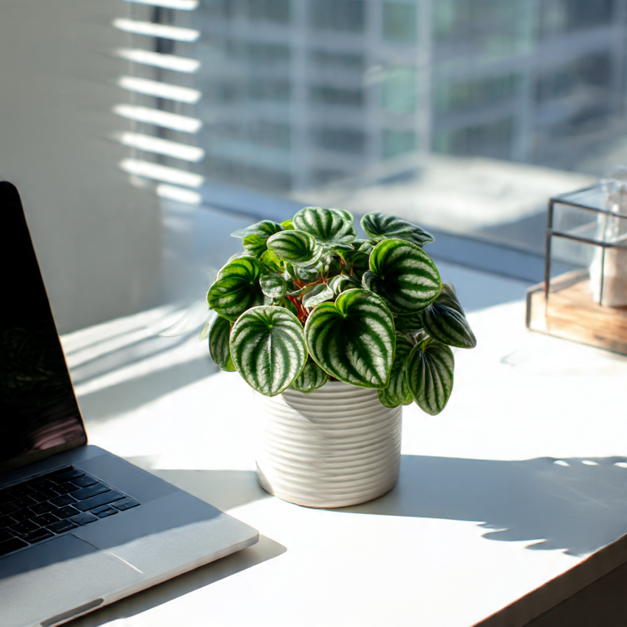 Watermelon Peperomia for Office Desks