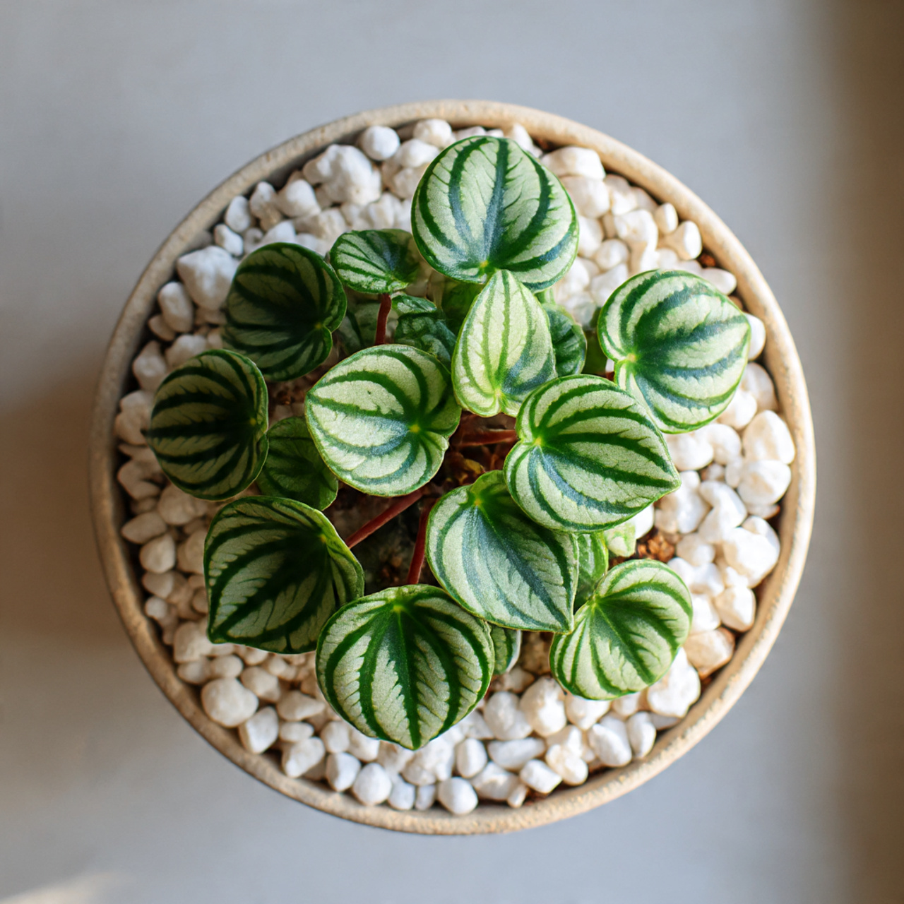 Watermelon Peperomia with Decorative Pebbles