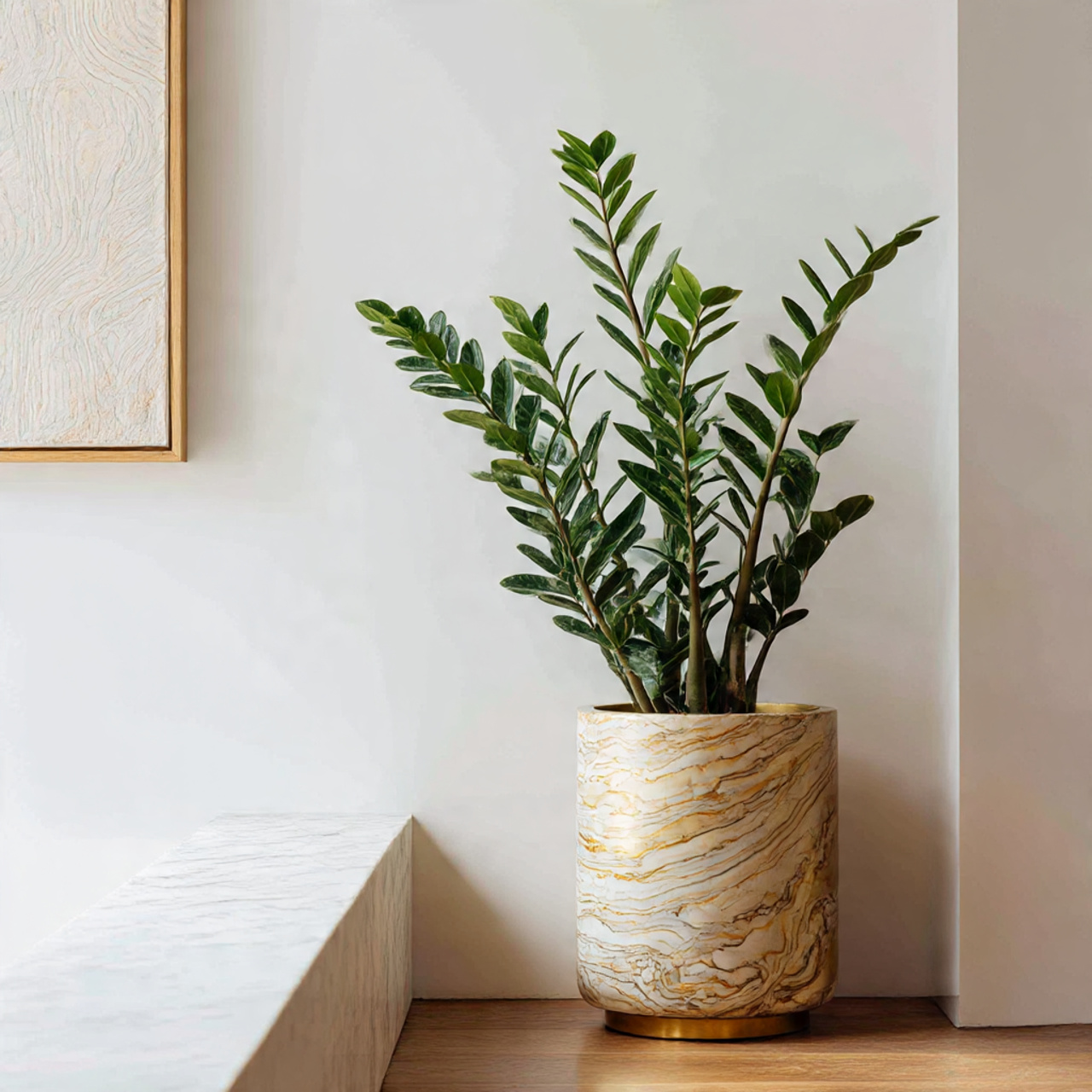 ZZ Plant for Statement Planters