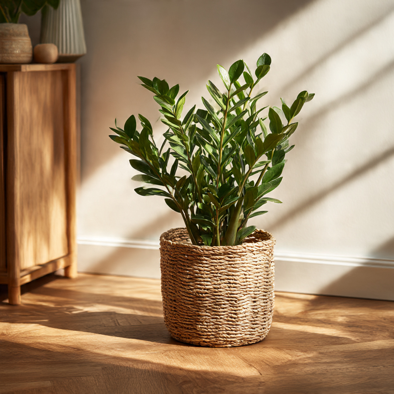 ZZ Plant in Decorative Baskets