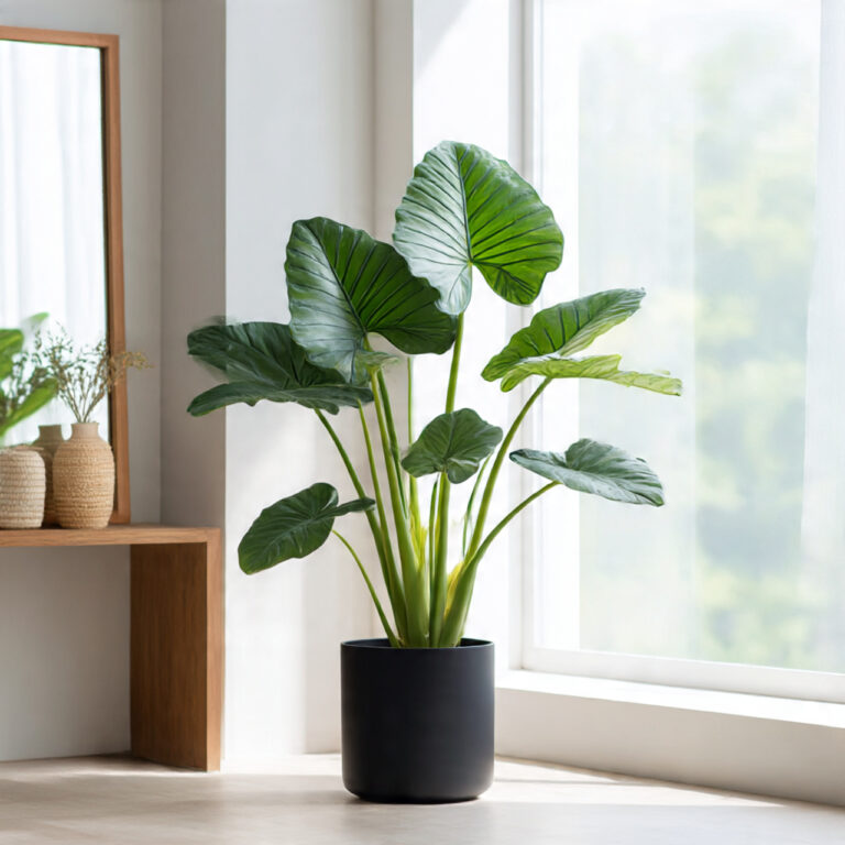 25 Alocasia Plant Secrets: Grow the Most Stunning Foliage in Your Home 33 alocasia plant