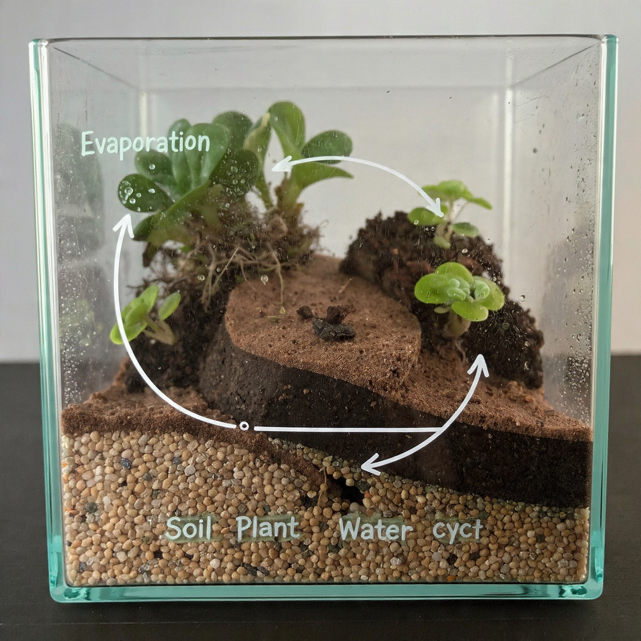 a clear terrarium setup demonstrating plant growth