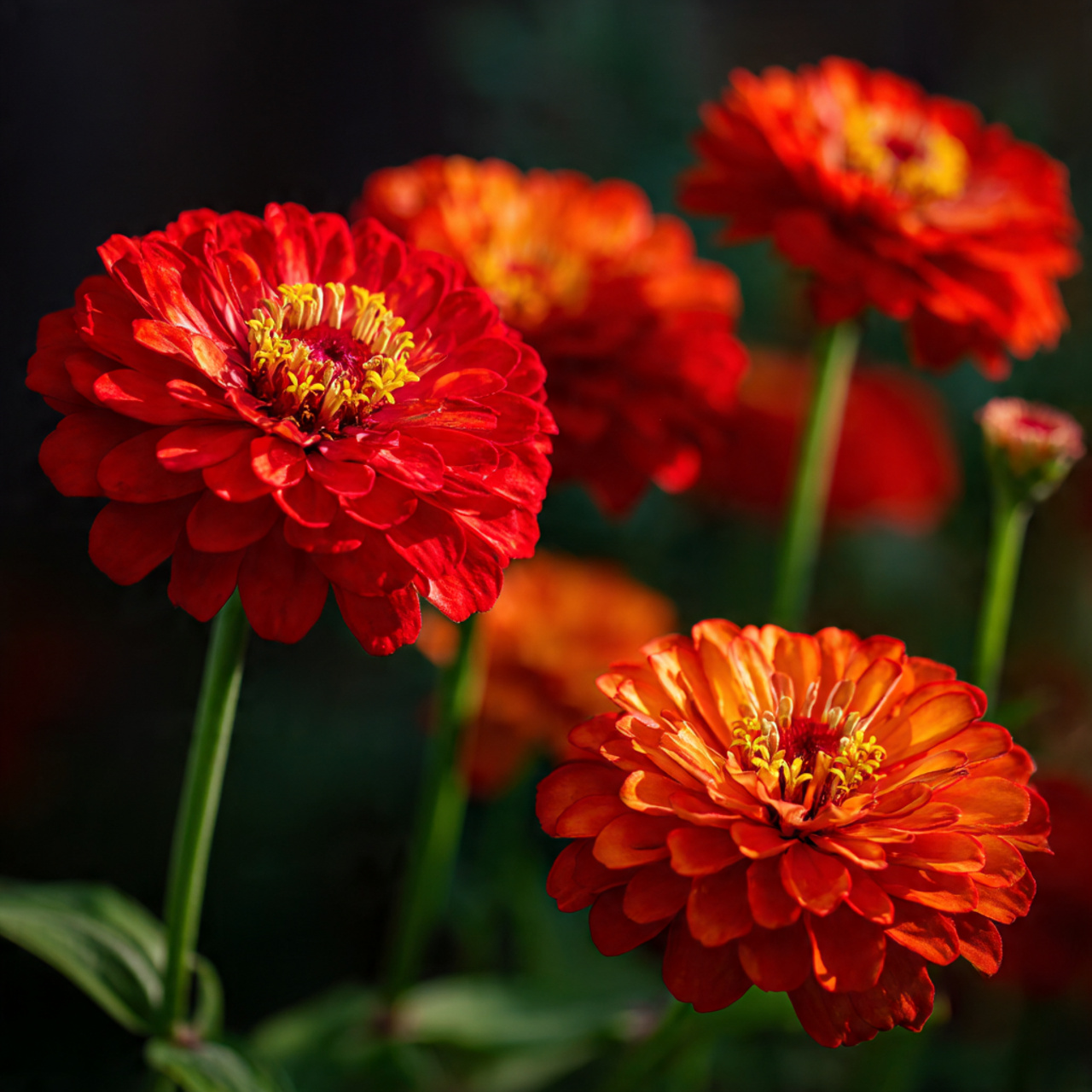 bold july birth flowers with rich red