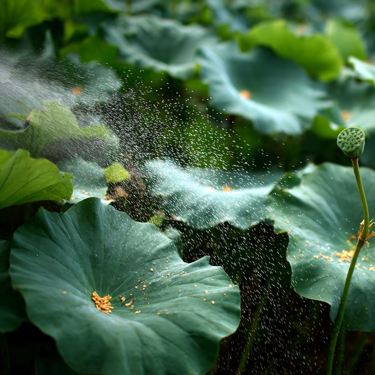close up of lotus leaves being gently sprayed 1