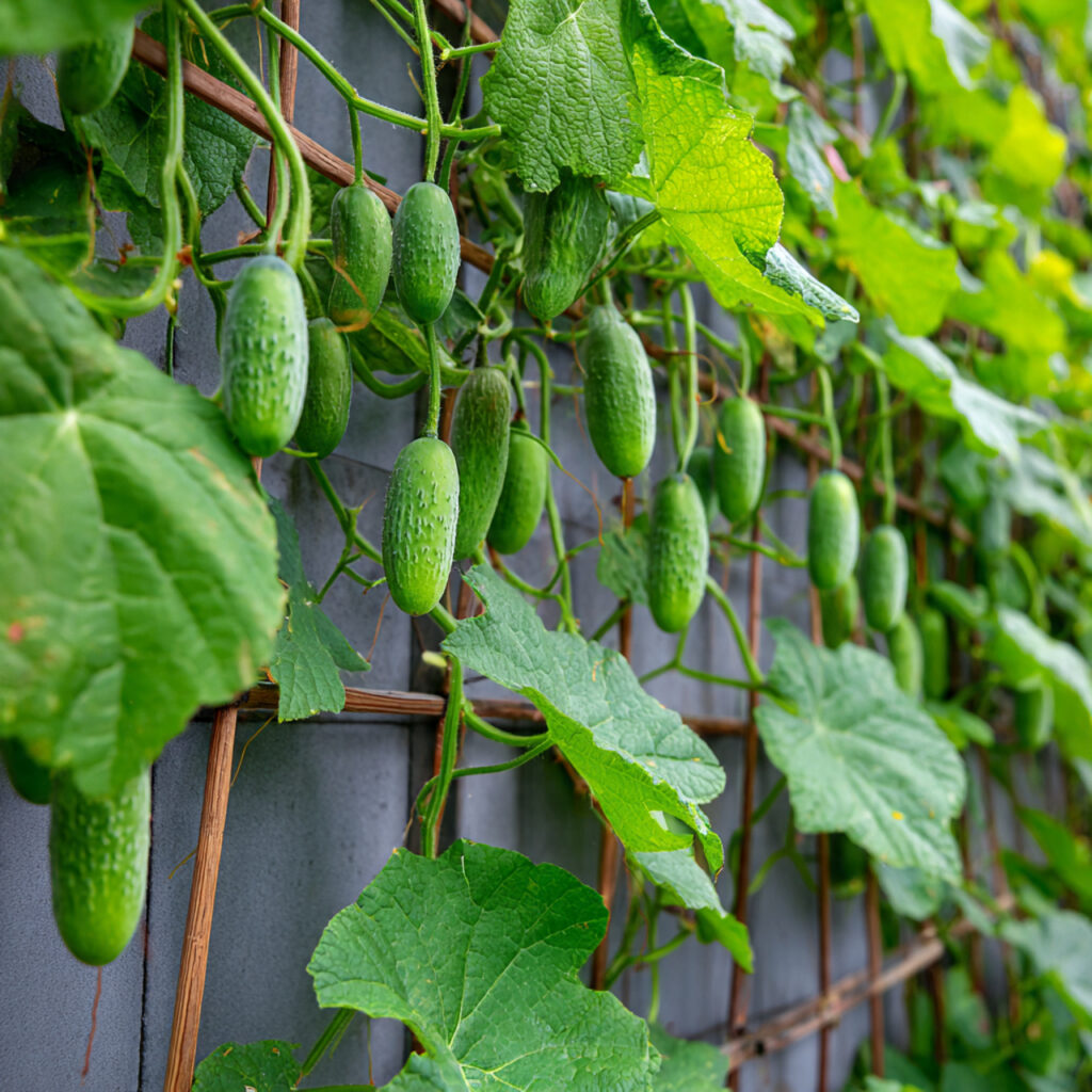 Wall-Mounted Vertical Trellis