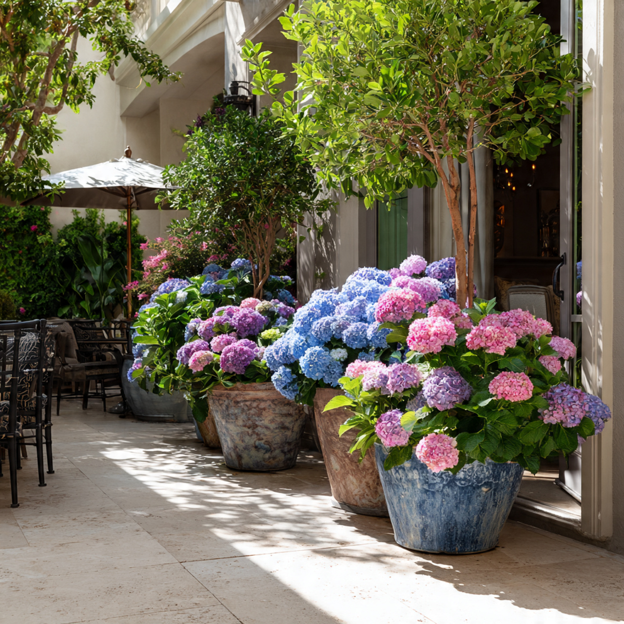 Hydrangeas: Showstopping Statement Makers