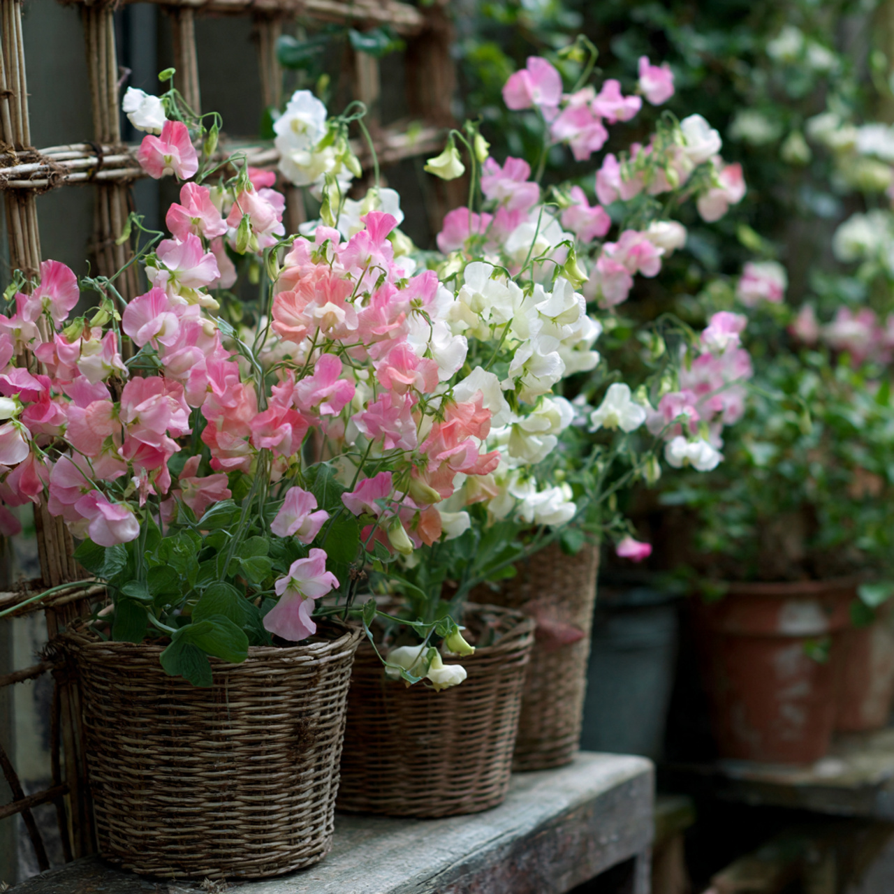 Sweet Peas: Climbing Fragrant Romance