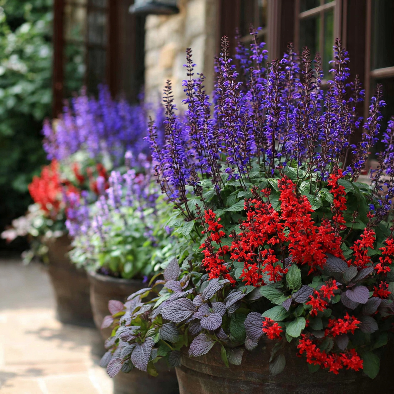 Salvia: Pollinator-Friendly Patios